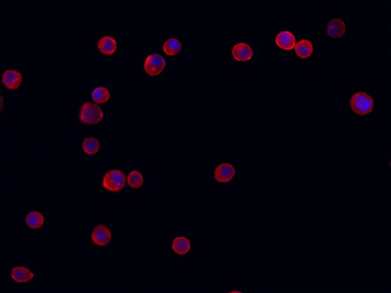 Cell Navigator® Cell Plasma Membrane Staining Kit *Red Fluorescence* - image 1