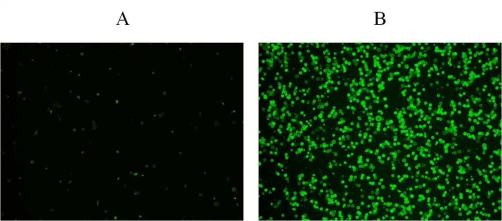 Cell Meter™ Phosphatidylserine Apoptosis Assay Kit *Green Fluorescence Optimized for Microplate Readers* - image 1
