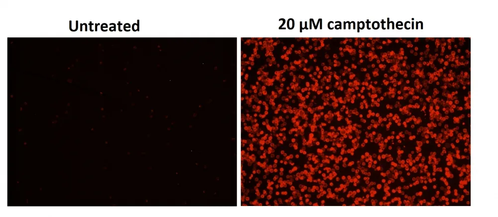 Cell Meter™ Phosphatidylserine Apoptosis Assay Kit *Red Fluorescence Optimized for Microplate Readers* - image 1