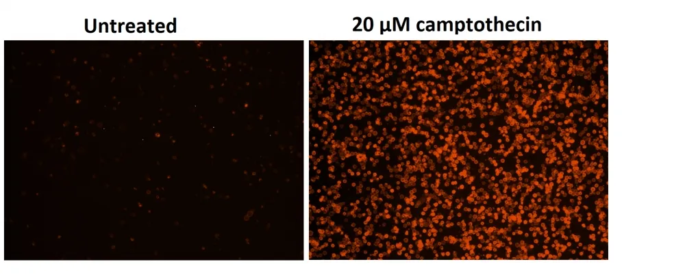 Cell Meter™ Phosphatidylserine Apoptosis Assay Kit *Orange Fluorescence Optimized for Microplate Readers* - image 1