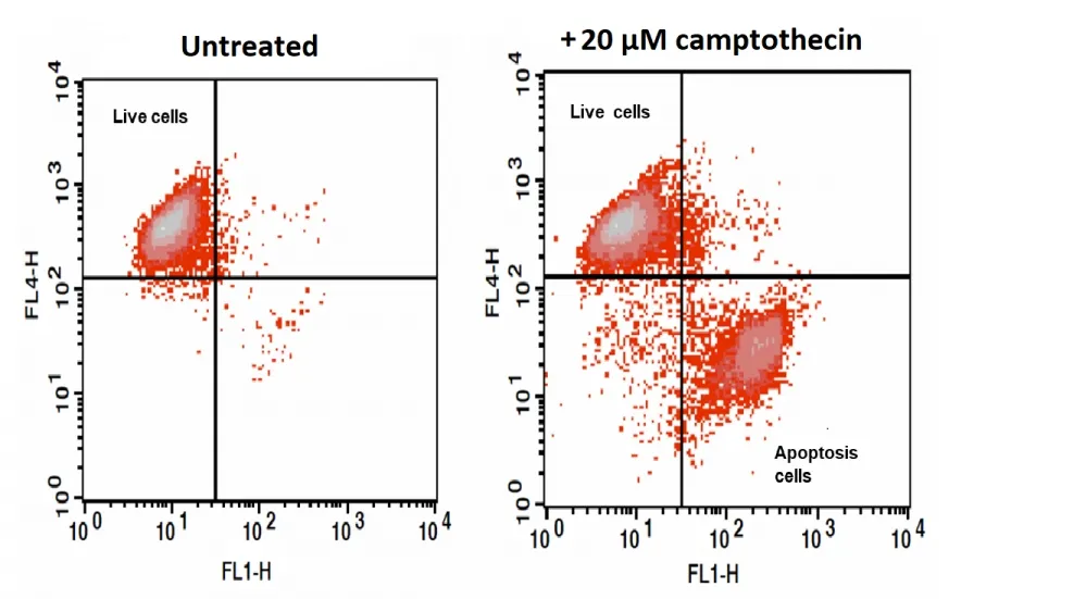 Cell Meter™ Nuclear Apoptosis Assay Kit *Green Fluorescence Optimized for Flow Cytometry* - image 1