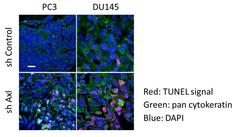Cell Meter™ Live Cell TUNEL Apoptosis Assay Kit *Red Fluorescence* - image 2