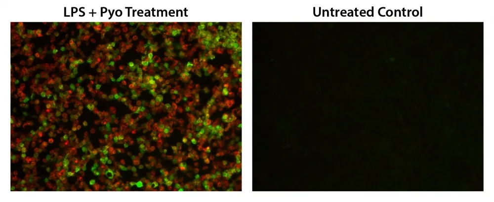 Cell Meter™ Fluorimetric Intracellular Total ROS Activity Assay Kit*Green Fluorescence* - image 2
