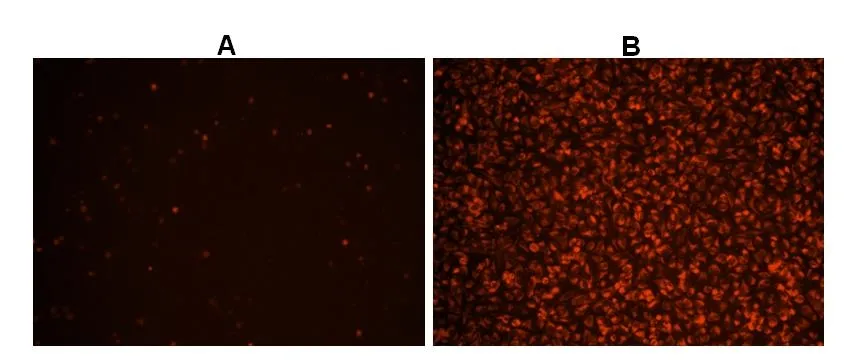 Cell Meter™ Fluorimetric Intracellular Total ROS Activity Assay Kit*Deep Red Fluorescence* - image 3