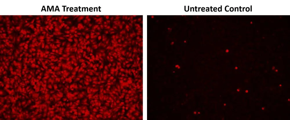 Cell Meter™ Fluorimetric Mitochondrial Superoxide Activity Assay Kit*Optimized for Microplate Reader* - image 1