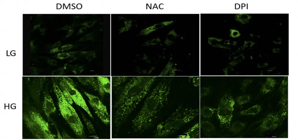 Cell Meter™ Autophagy Assay Kit *Green Fluorescence* - image 1