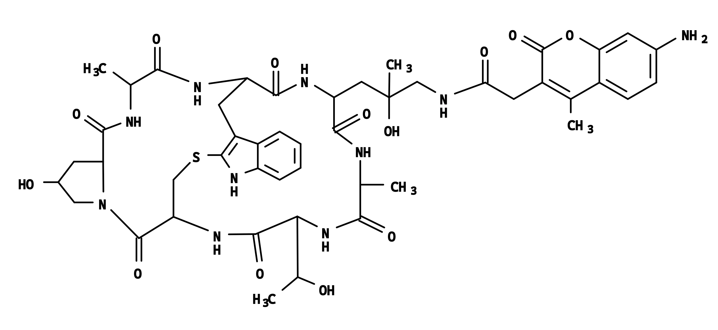 Phalloidin-AMCA Conjugate - image 1