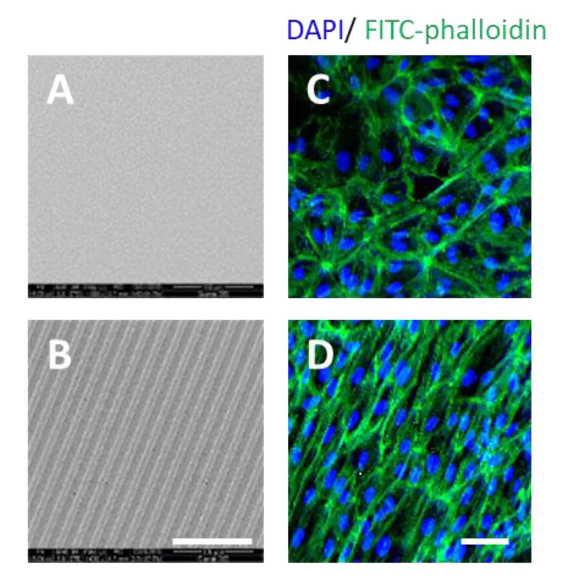 Phalloidin-Fluorescein Conjugate - image 2