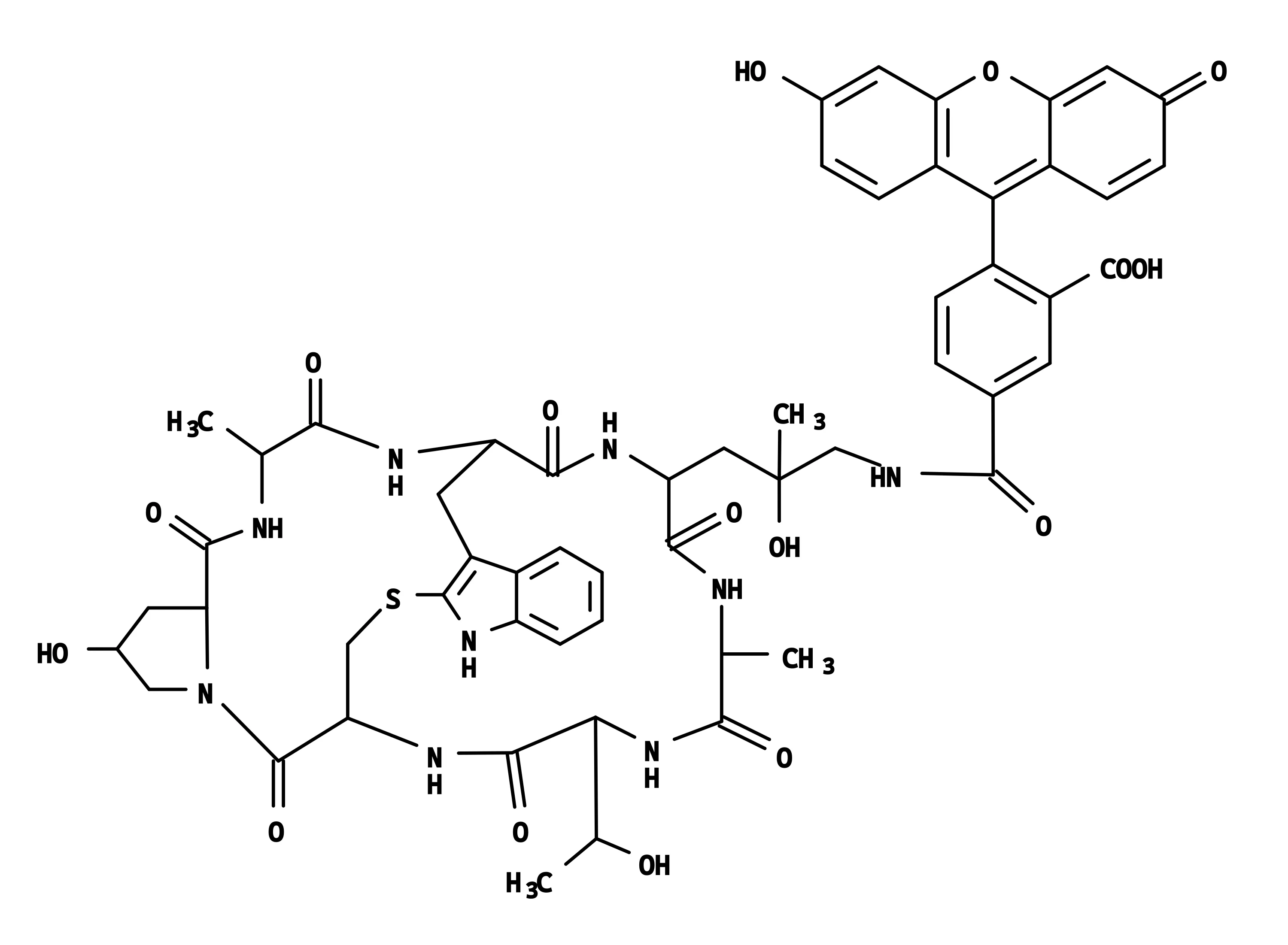 Phalloidin-Fluorescein Conjugate - image 1