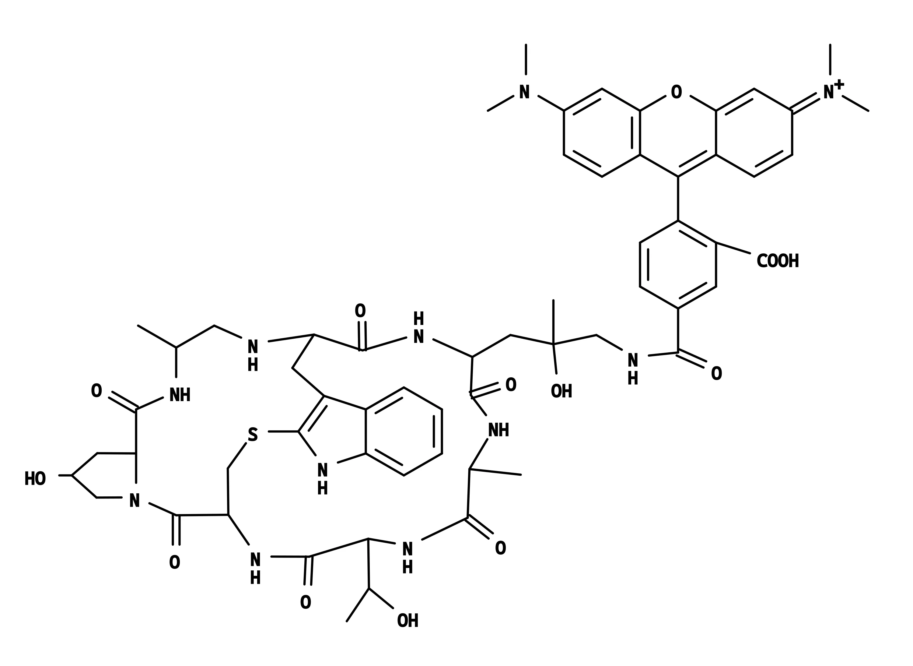 Phalloidin-Tetramethylrhodamine Conjugate - image 2