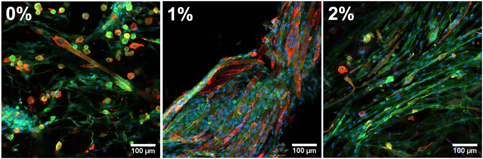 Phalloidin-iFluor® 488 Conjugate - image 5