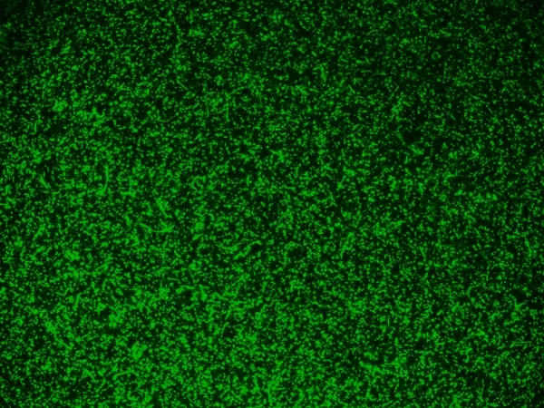 MycoLight™ Green JJ98 *5 mM in DMSO* - image 2