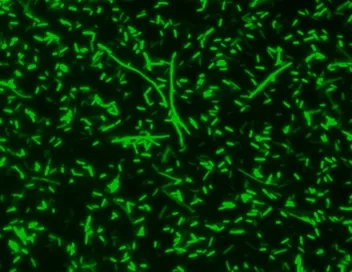 MycoLight™ Green JJ98 *5 mM in DMSO* - image 1