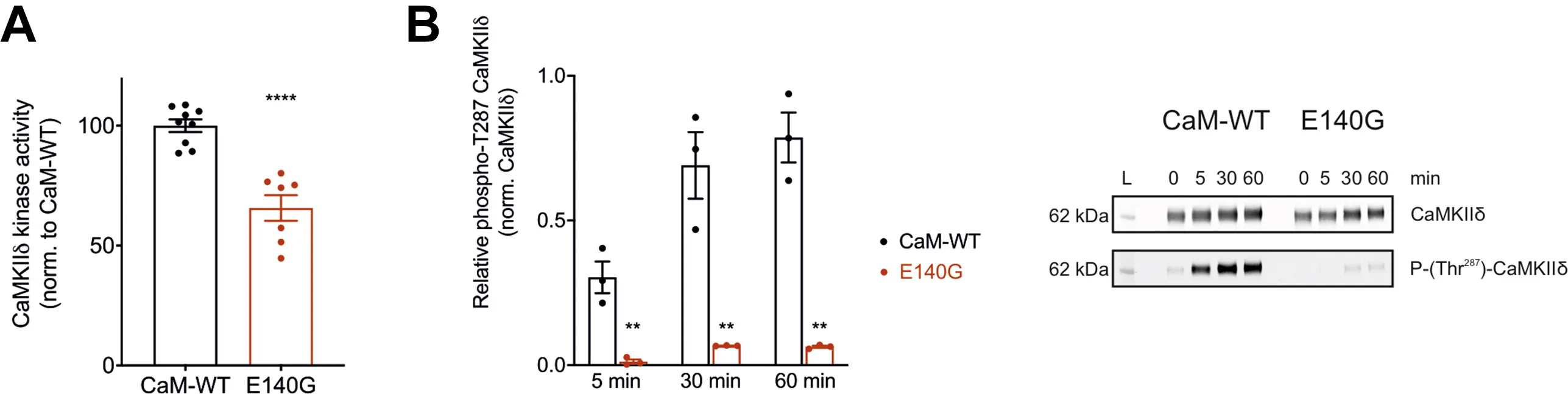 Amplite® Universal Fluorimetric Kinase Assay Kit *Red Fluorescence* - image 1
