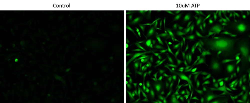 Screen Quest™ 10X cell staining buffer with Phenol Red Plus™ - image 1