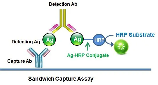 Sulfacetamide-HRP Conjugate - image 1