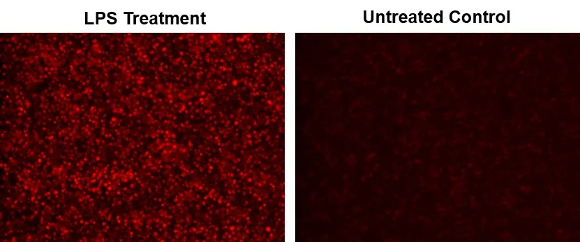 Cell Meter™ Fluorimetric Intracellular Nitric Oxide (NO) Activity Assay Kit *NIR Fluorescence Optimized for Microplate Reader* - image 1