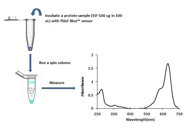 Amplite® Rapid Colorimetric Total Protein Thiol Quantitation Assay Kit - image 1