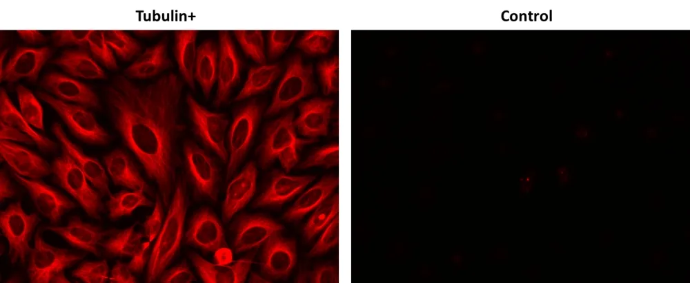 Biotinylated goat anti-rabbit IgG (H+L) - image 1