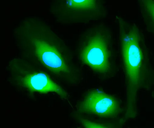 Calcein UltraGreen™ AM - image 2