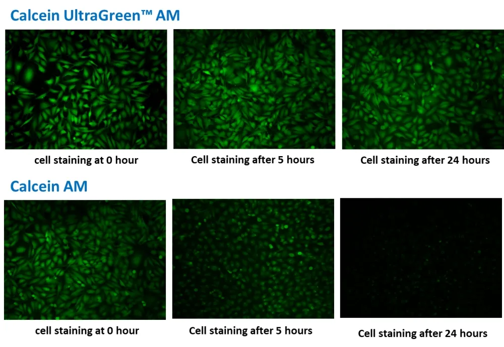 Calcein UltraGreen™ AM - image 3