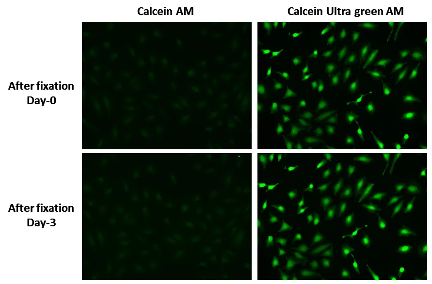 Calcein UltraGreen™ AM - image 1