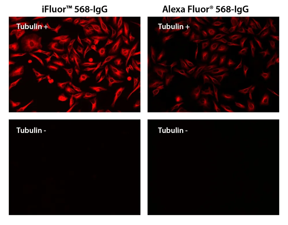 iFluor® 568 goat anti-mouse IgG (H+L) - image 1