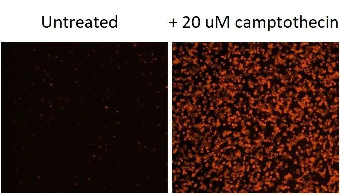 Annexin V-Cy3 conjugate - image 1