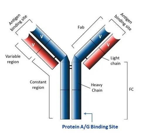 ReadiPrep™ Protein A-Agarose Resin - image 1