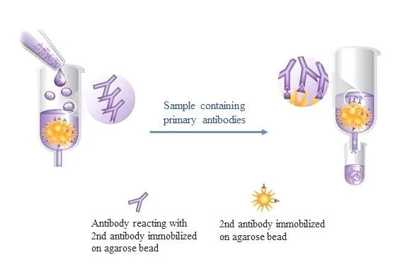 ReadiPrep™ Goat anti-mouse IgG (H&L) Agarose - image 1