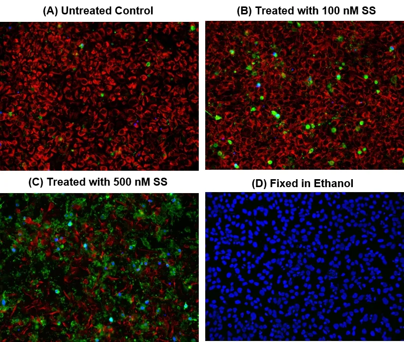 Cell Meter™ Multiplexing Live, Apoptotic and Necrotic Cell Detection Kit III *Triple Fluorescence Colors* - image 1
