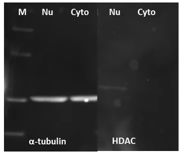 ReadiPrep™ Nuclear/Cytoplasmic Fractionation Kit - image 4