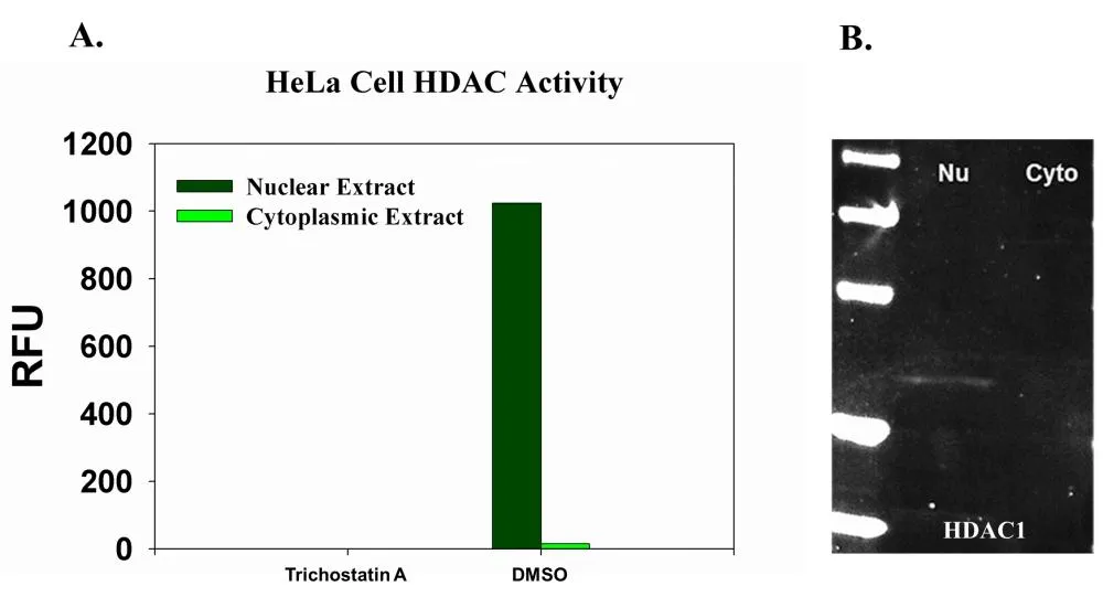 ReadiPrep™ Nuclear/Cytoplasmic Fractionation Kit - image 5