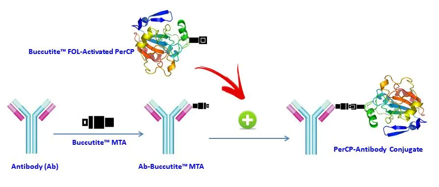 Buccutite™ Rapid PerCP Antibody Labeling Kit *Microscale Optimized for Labeling 100 ug Antibody Per Reaction* - image 1