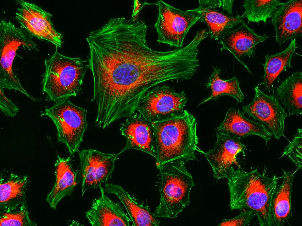 Cell Navigator® Mitochondrion Staining Kit *NIR Fluorescence* - image 1
