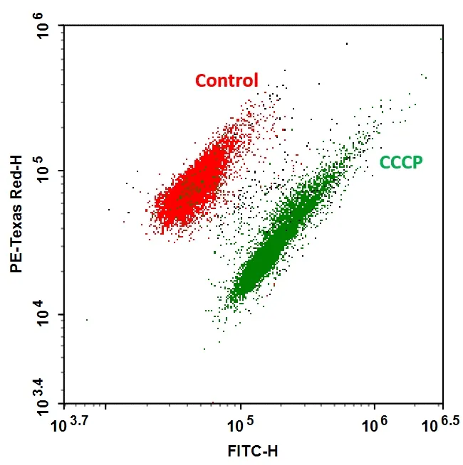 MycoLight™ Ratiometric Bacterial Membrane Potential Kit *Red/Green Fluorescence* - image 1
