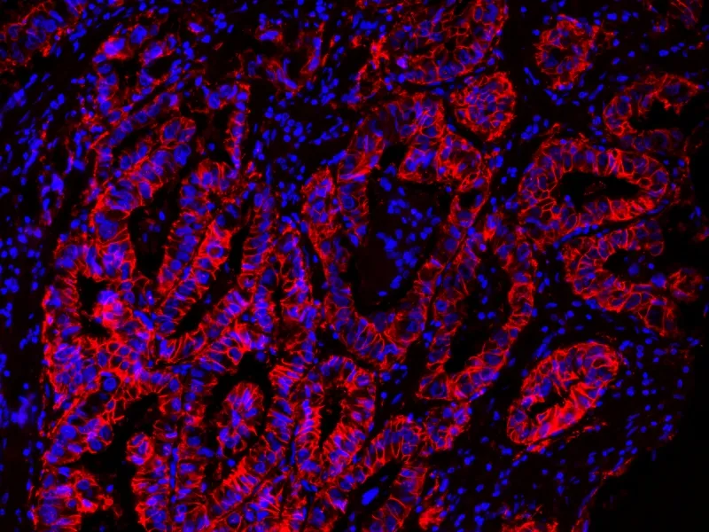 Cy3 tyramide - image 2