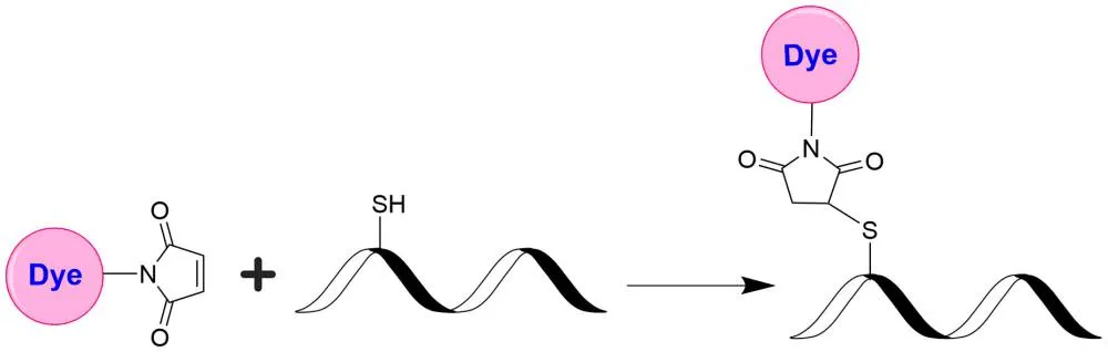 XFD488 C5 Maleimide *Same Structure to Alexa Fluor™ 488 C5 Maleimide* - image 1