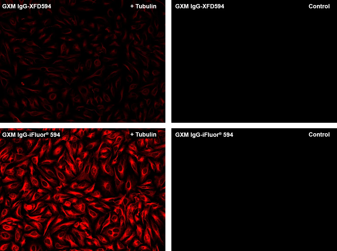 XFD594 NHS Ester - image 2