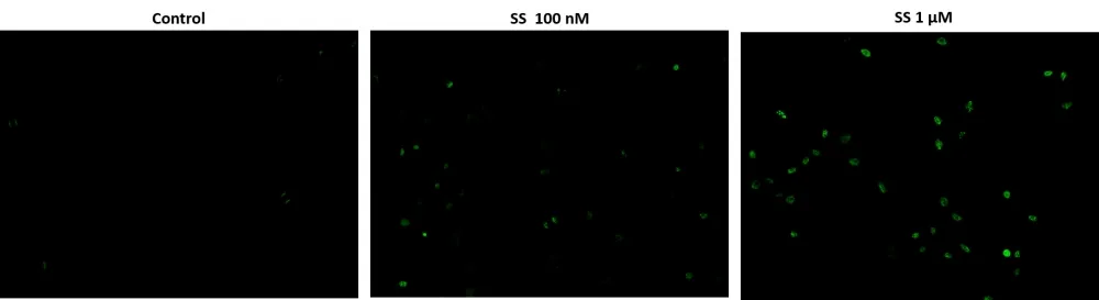 Cell Meter™ Live Cell TUNEL Apoptosis Assay Kit *Green Fluorescence* - image 1