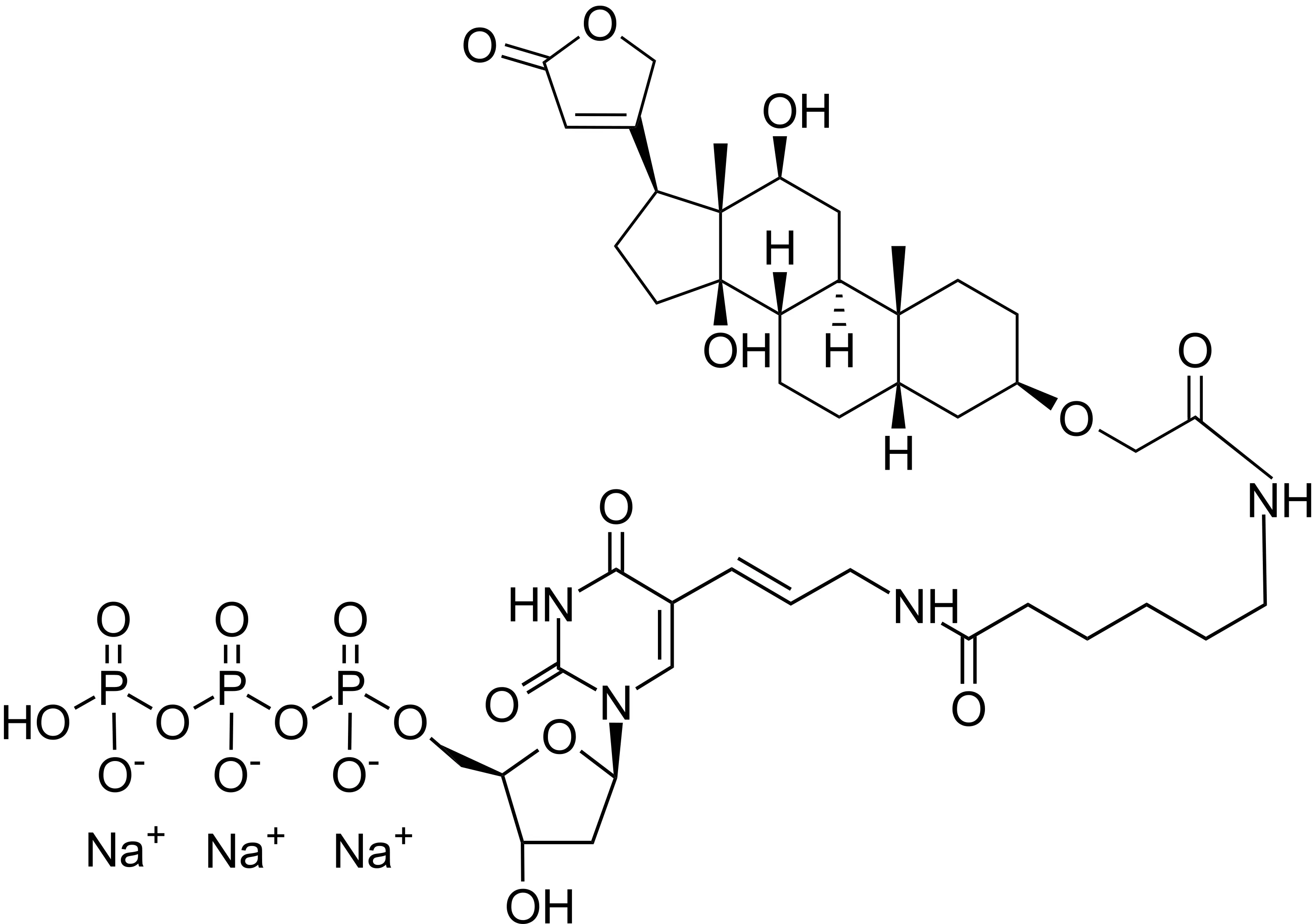 Digoxigenin-11-dUTP *1 mM solution in TE Buffer* - image 1
