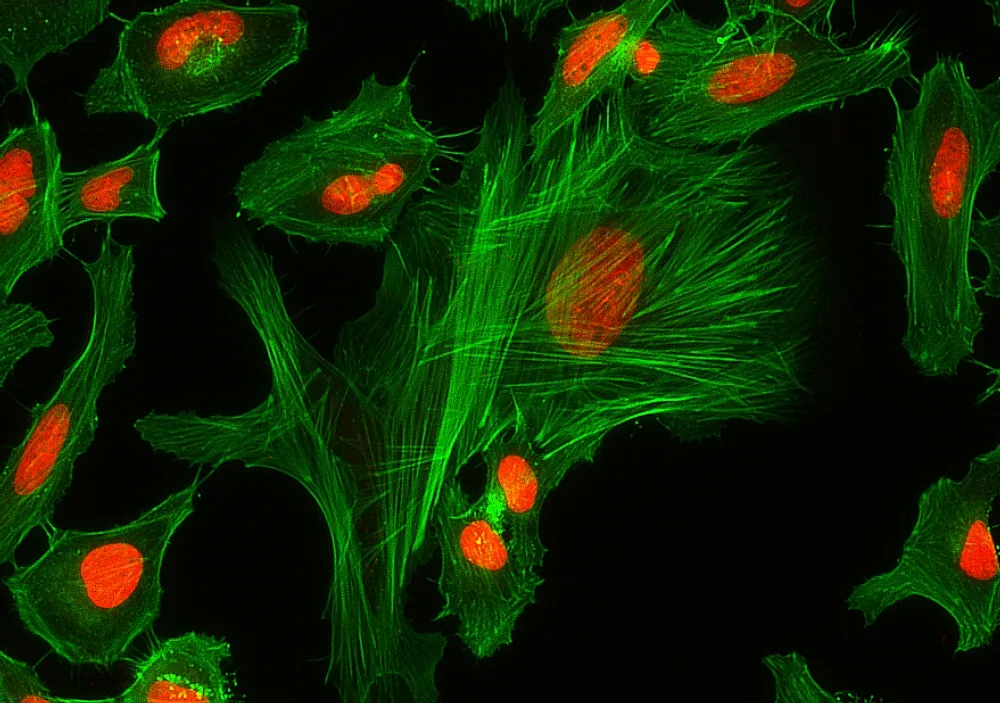 XFD488 Phalloidin *XFD488 Same Structure to Alexa Fluor™ 488* - image 1