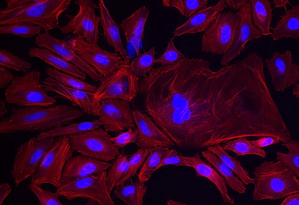 XFD594 Phalloidin *XFD594 Same Structure to Alexa Fluor™ 594* - image 1