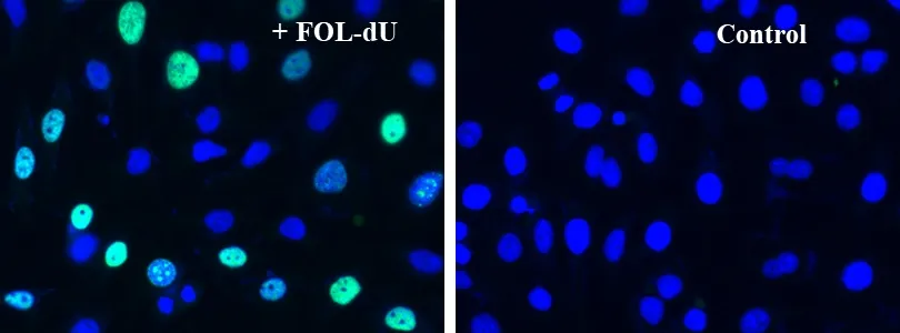 Bucculite™ FdU Cu-Free Cell Proliferation Fluorescence Imaging Kit *Green Fluorescence* - image 1