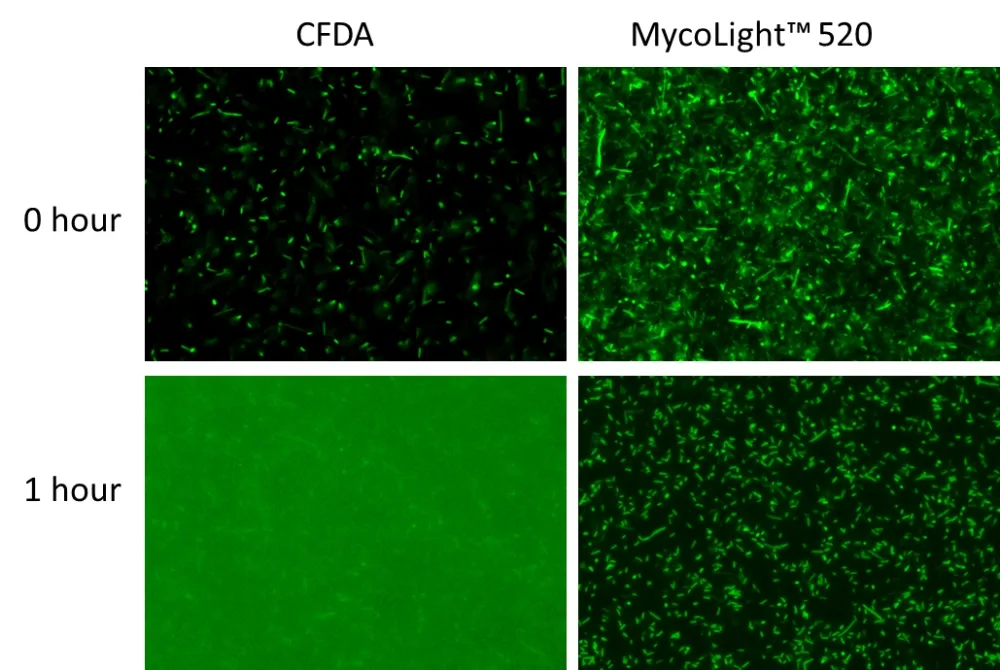 MycoLight™ Live Bacteria Fluorescence Imaging Kit - image 2