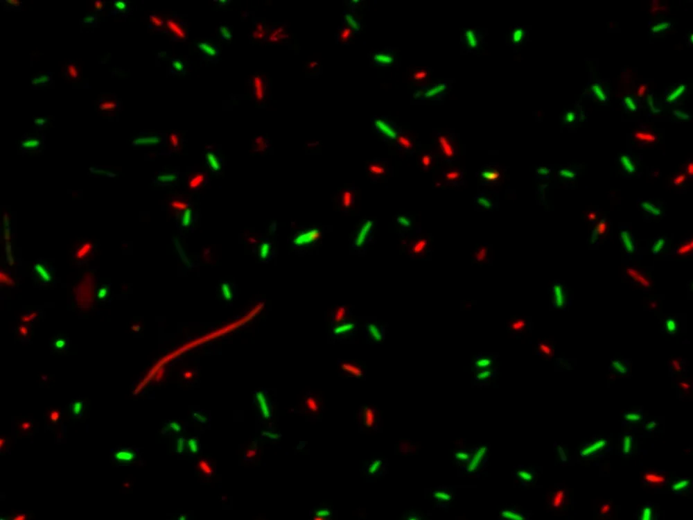 MycoLight™ Live Bacteria Fluorescence Imaging Kit - image 1
