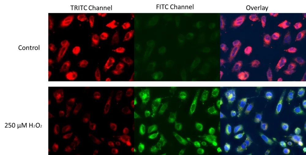 Cell Meter™ Fluorimetric Cellular Lipid Peroxidation Assay Kit - image 1