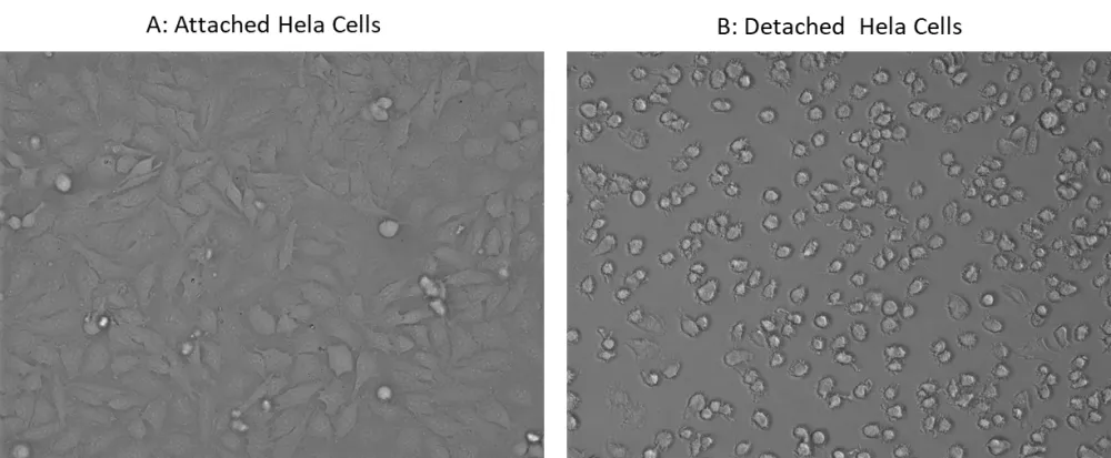 ReadiUse™ Cell Detaching Buffer - image 1