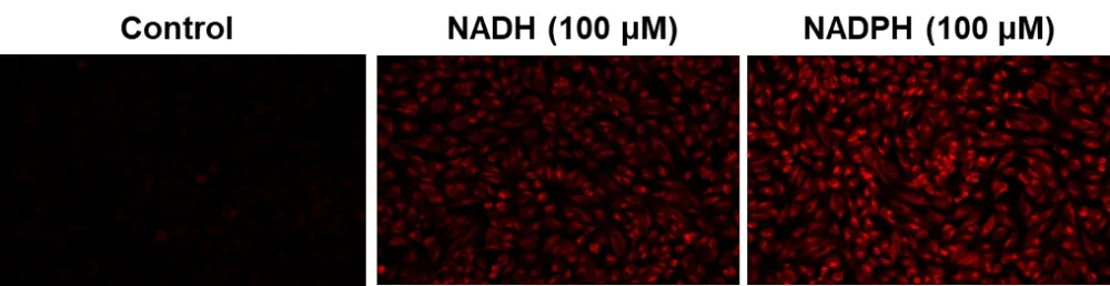 Cell Meter™ Intracellular NADH/NADPH Fluorescence Imaging Kit *Deep Red Fluorescence* - image 1