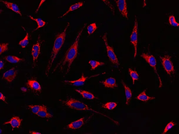 MitoLite™ Red CMXRos - image 1